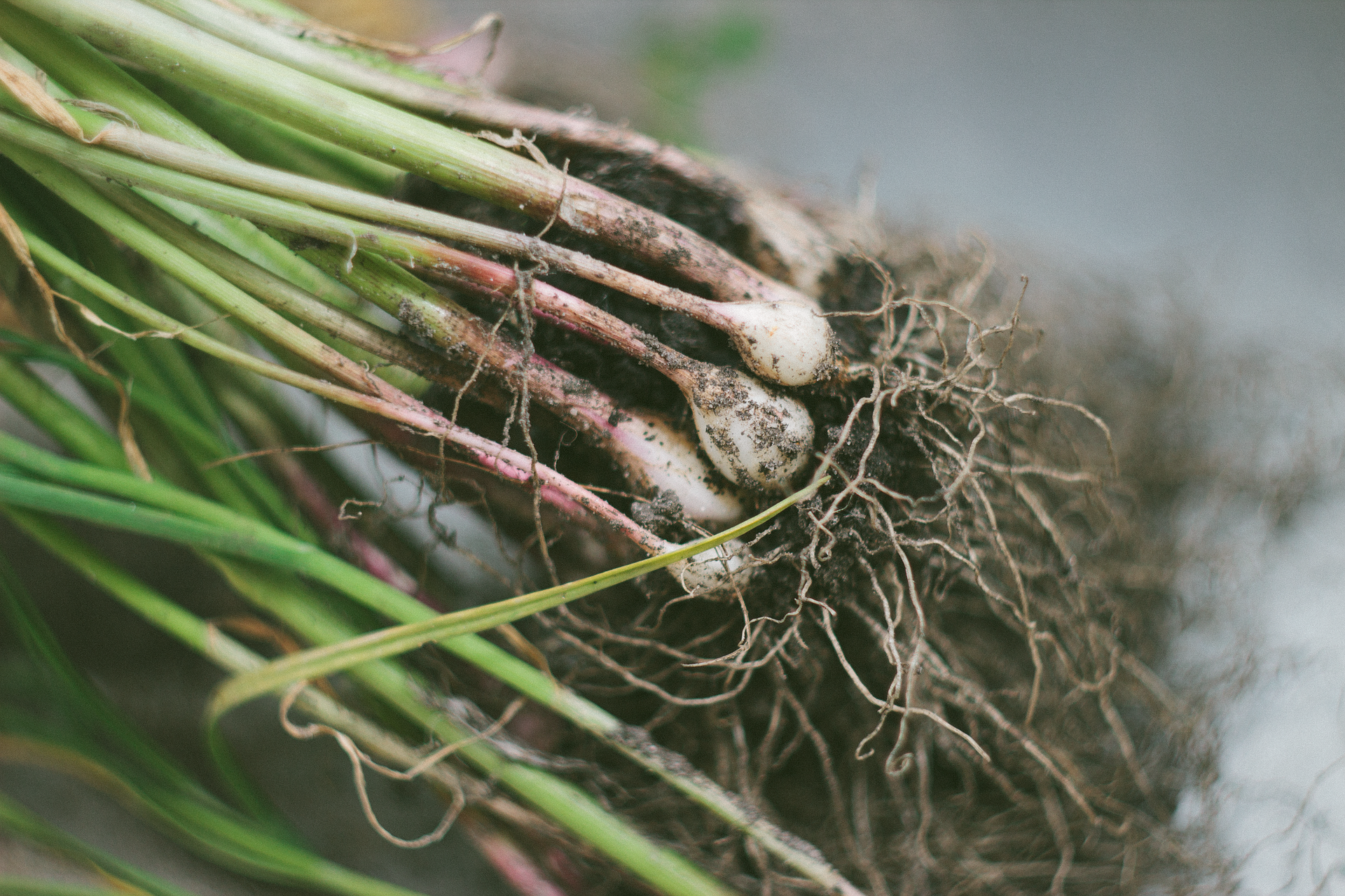 garden-1846590_1920jpg
