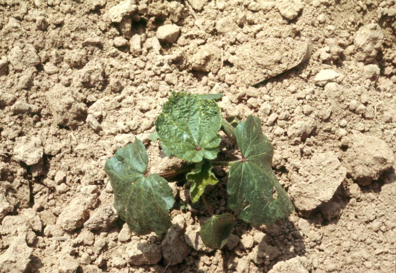 okra
