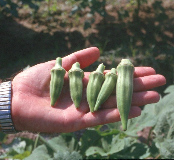 Okra in the Garden