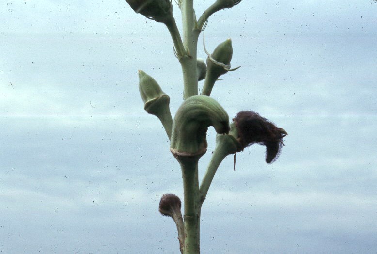 okra