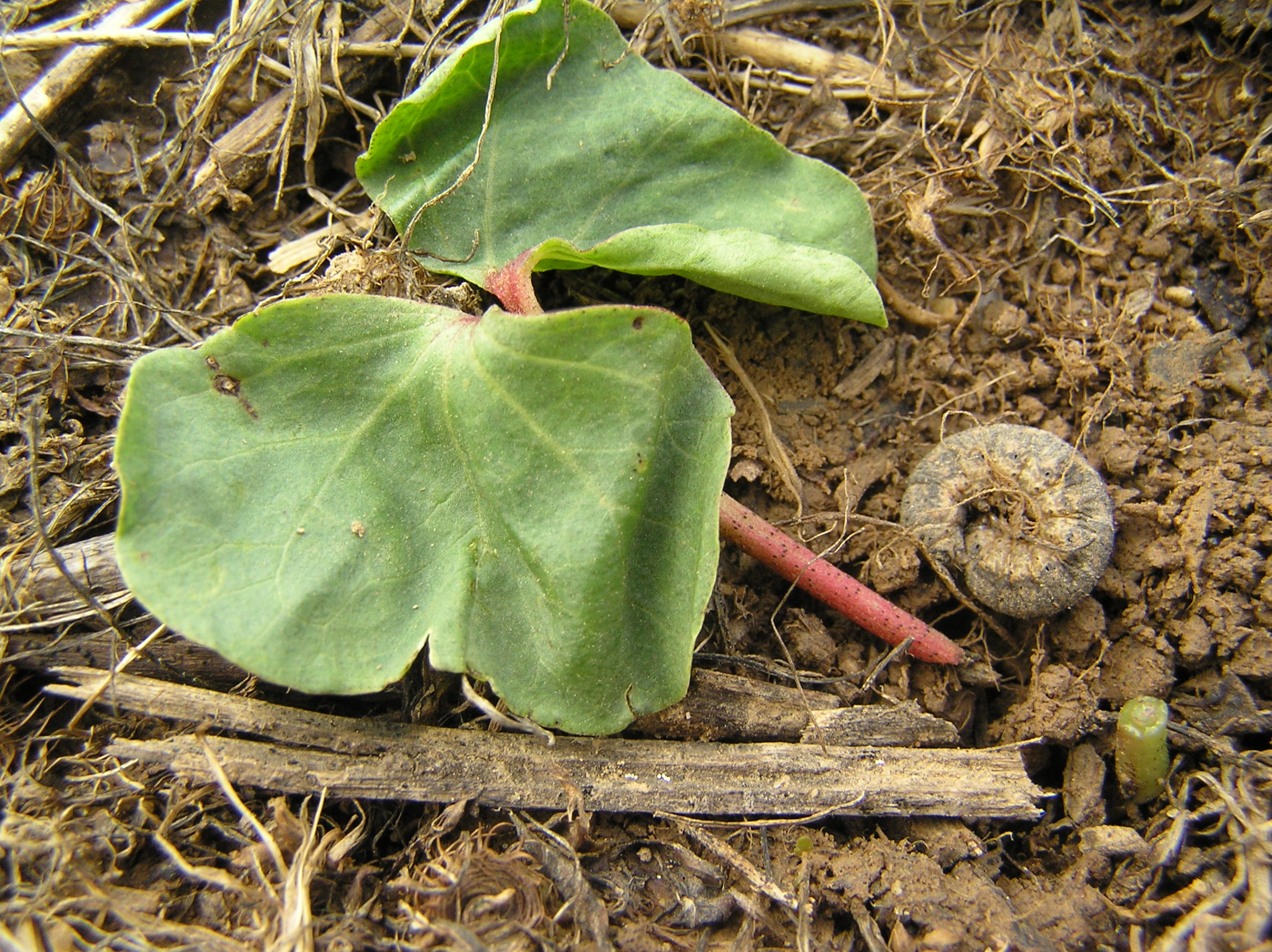 Arthropod Pest Management