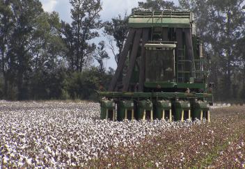 Cotton harvest off to good start