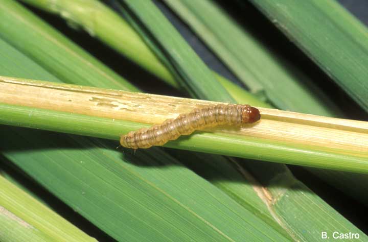 European corn borer larva. Larvae of European corn borer have a flesh-colored body that may have a g
