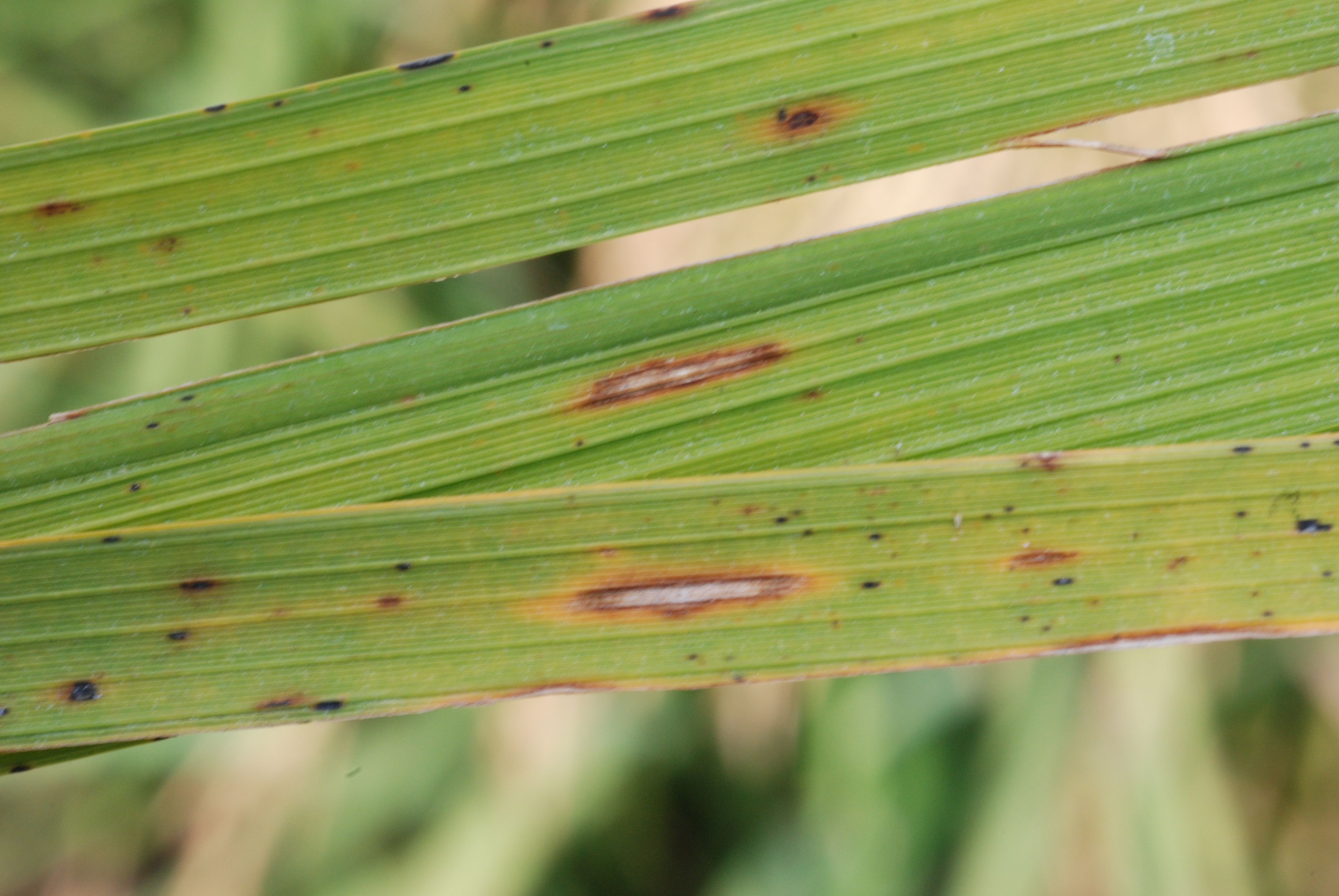 Single Lesions