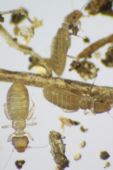 The image shows several Liposcelis species, commonly known as booklice, under magnification. These tiny, pale insects have elongated, segmented bodies with visible antennae. They are often found in damp areas where they feed on mold, fungi, and other organic matter. Booklice are not actual lice but belong to the Psocoptera order and can be a pest in stored products or areas with high humidity. 