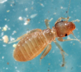 The image shows a close-up of a Liposcelis species, also known as booklouse. It has a small, soft body with a segmented, oval-shaped abdomen, and a large head with prominent eyes and antennae. The insect's translucent, brownish coloration is visible against the background. Booklice are common in damp environments and feed on mold, fungi, and other organic materials.