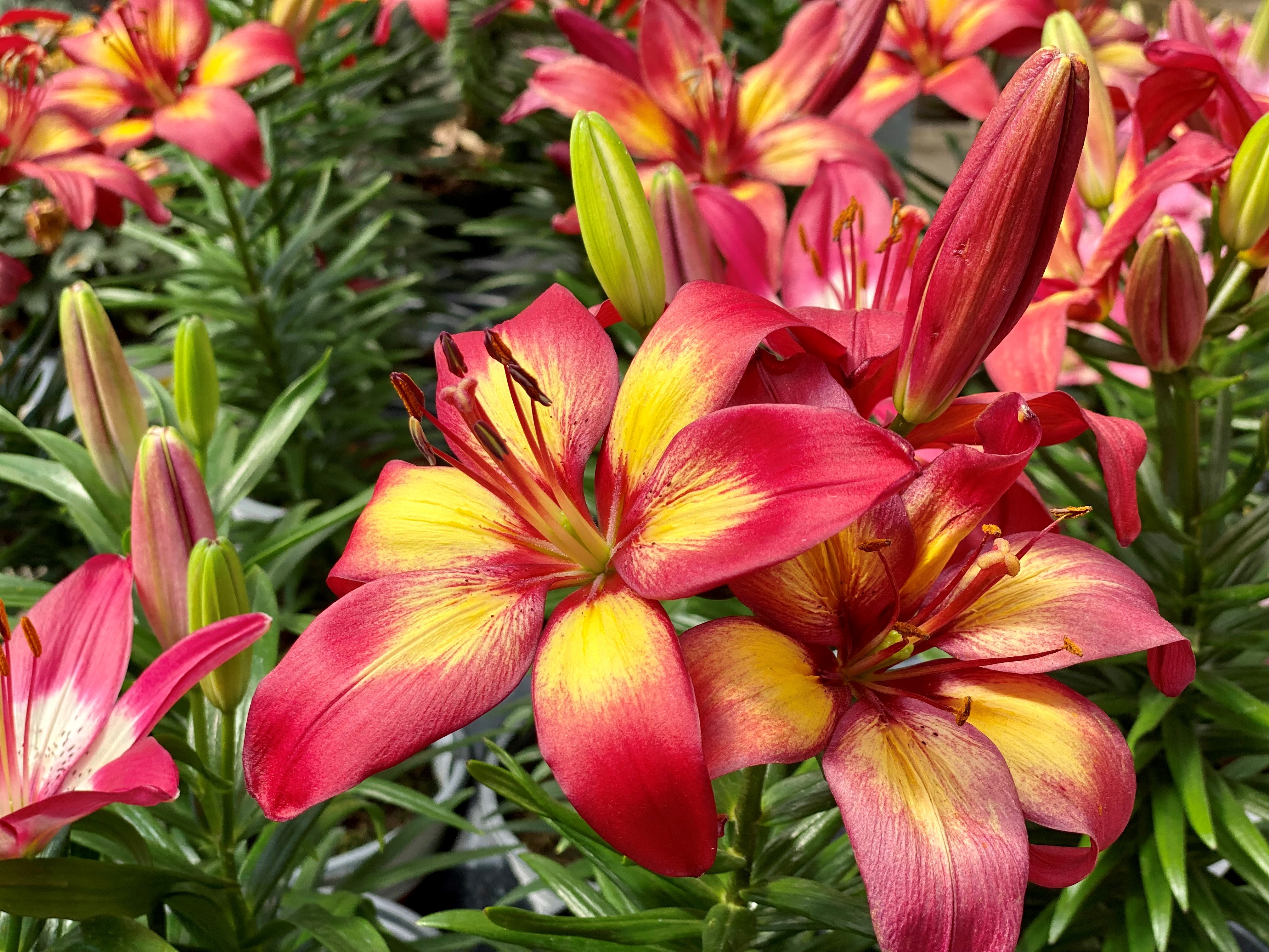 Pink and yellow flowers.