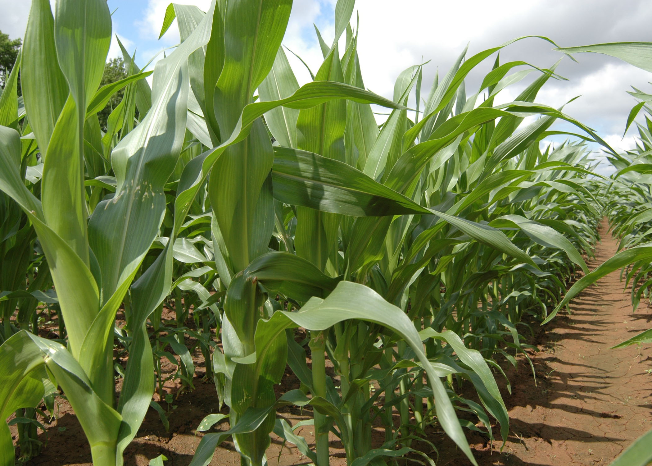 cornfield.JPG thumbnail