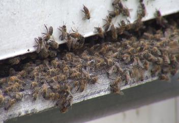 Beekeepers need to monitor health of their hives