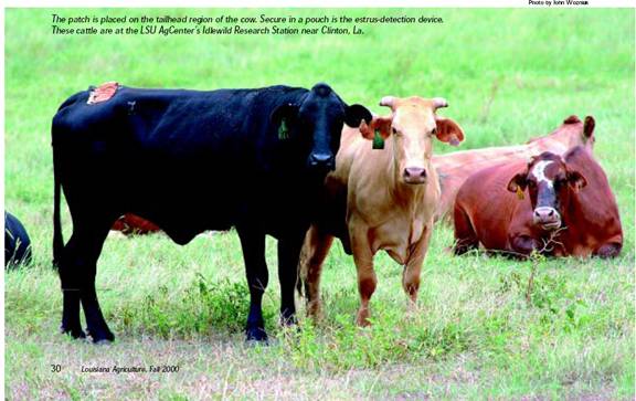 Estrus Synchronization Using MGA or Altrenogest in Crossbred Beef Heifers