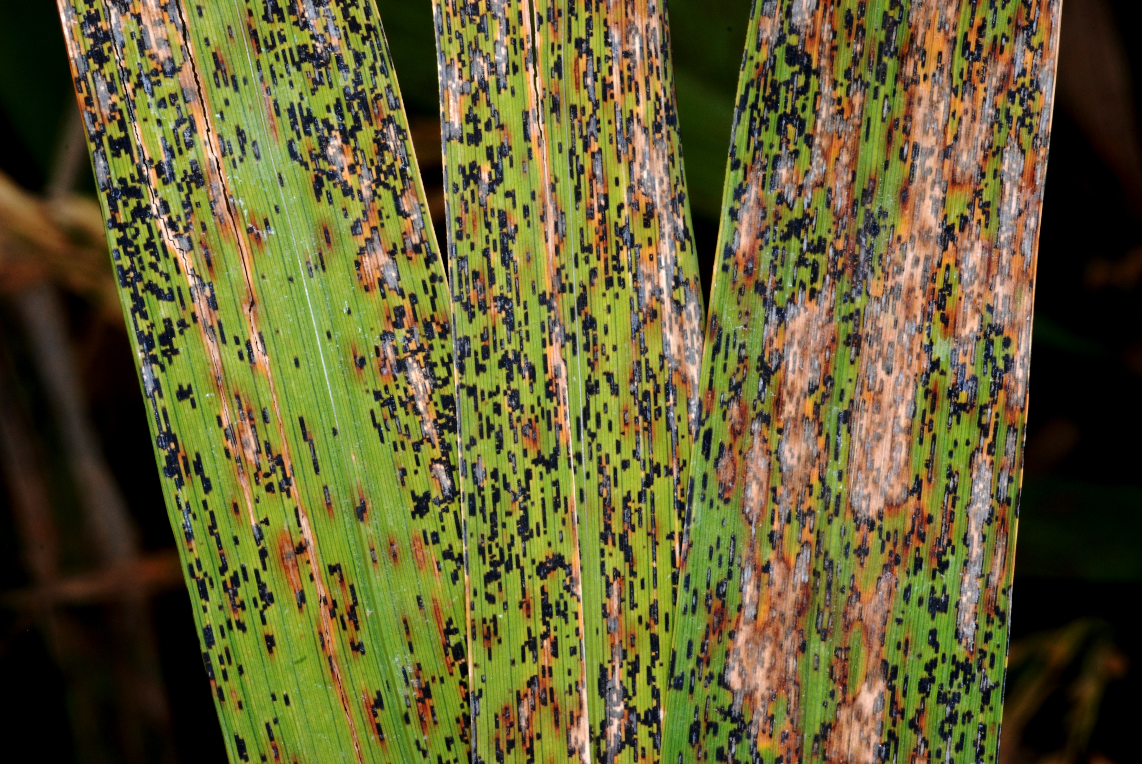 Severe Leaf Smut Symptoms