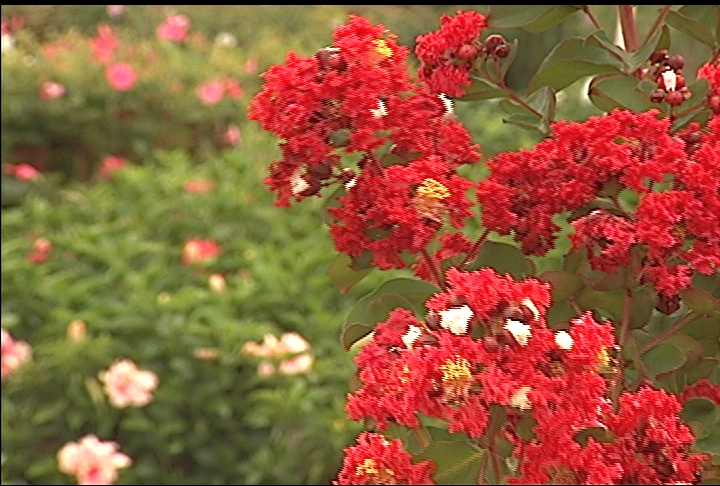Crape myrtles are perfect trees for summer color