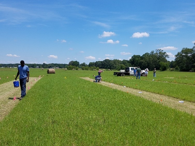 RESEARCH BRIEF: Effects of Cover Crops on Soil Health and Microbial Activity in Pasture Harvesting