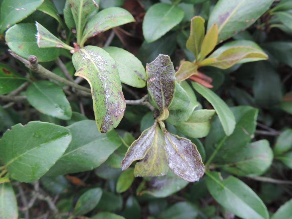 Look out for chilli thrips this fall