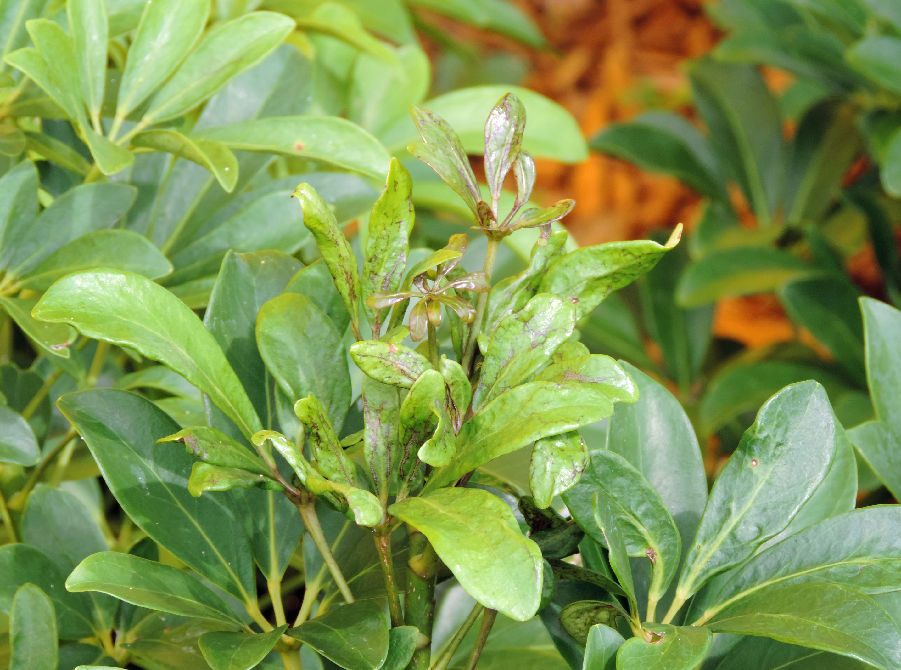 chilli thrips damage on schefflera