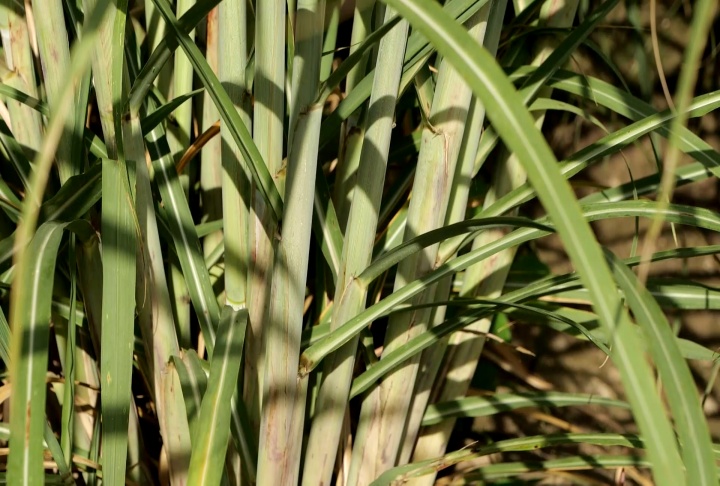 Variety release and new invasive weed discovery highlight field day