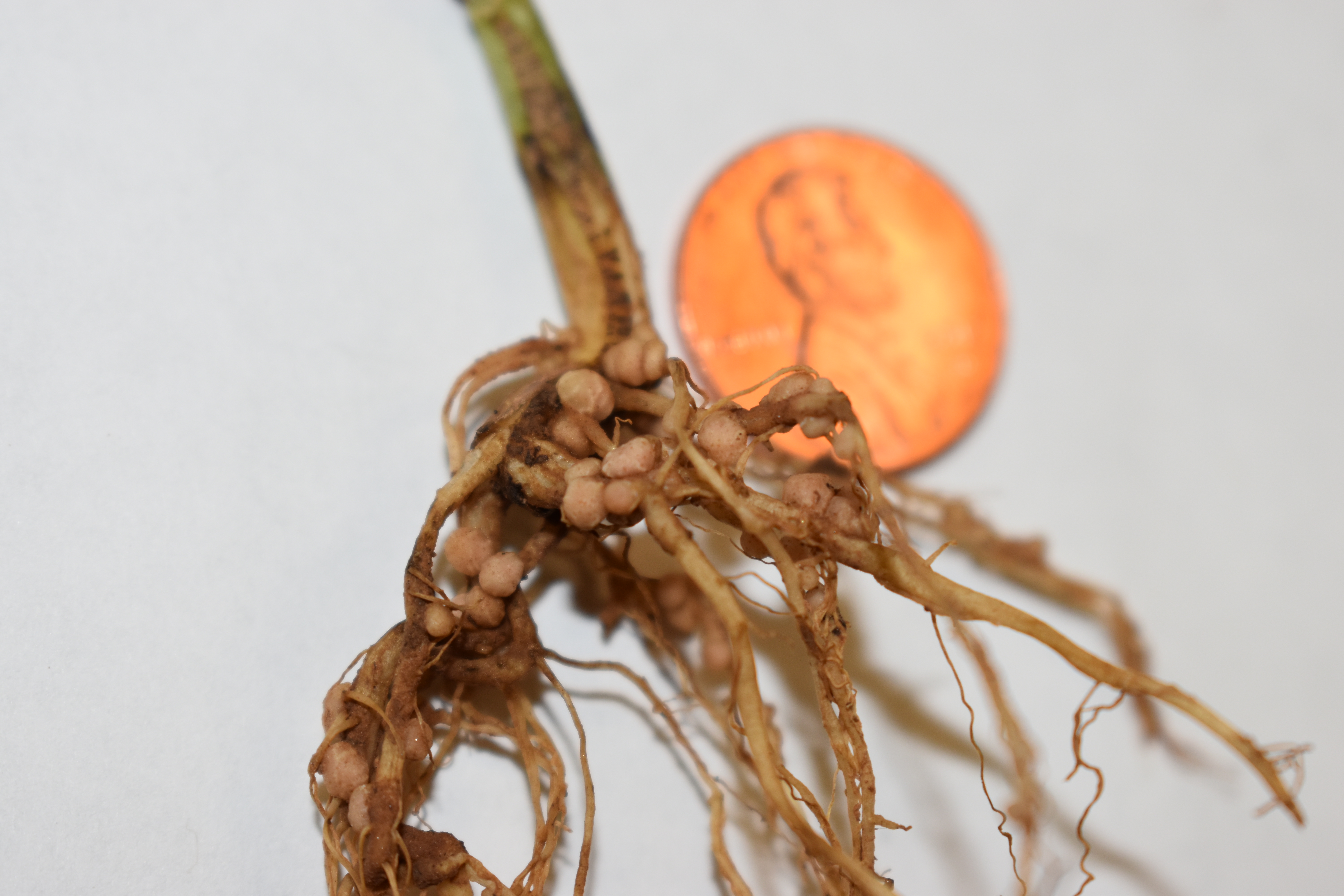 Consider Nitrogen Fixation When Planting Soybean