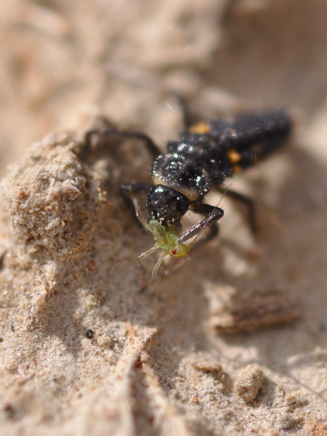 Lady Beetle Larva