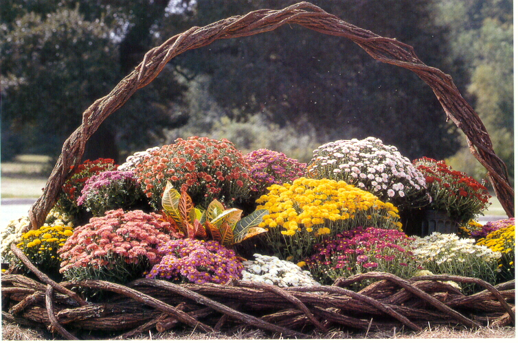 Chrysanthemums.jpg thumbnail