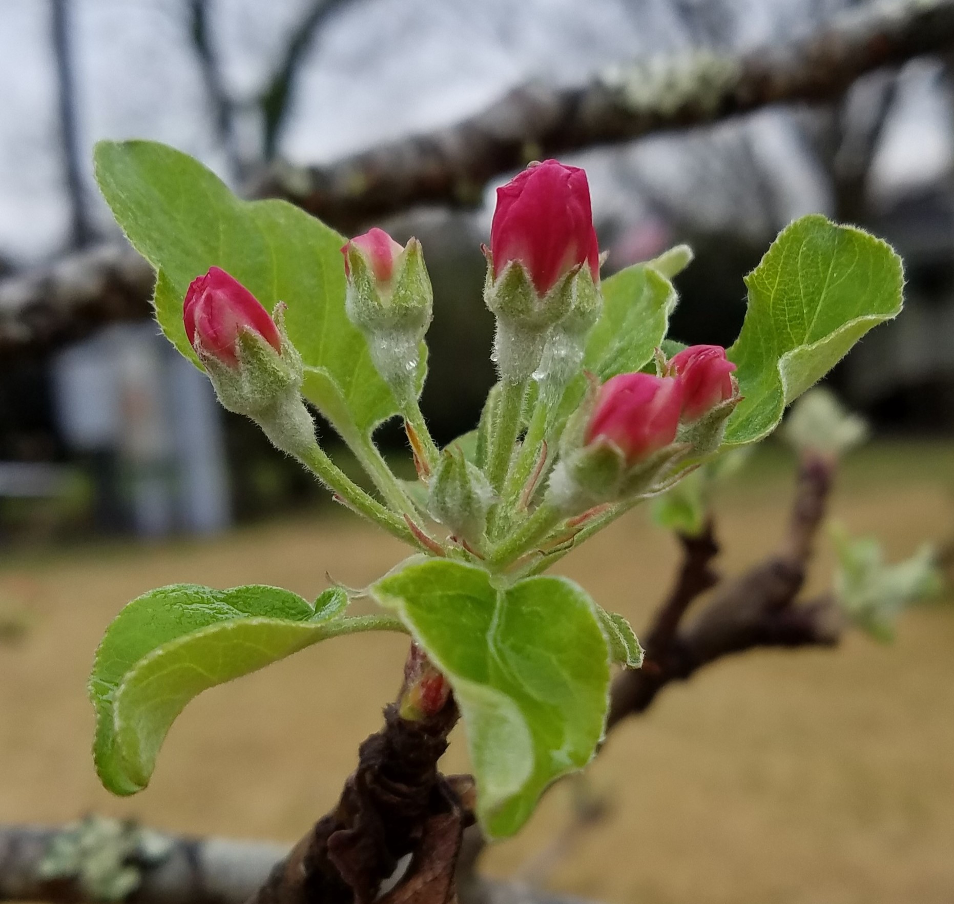 You May be Better Off Buying Your Apples