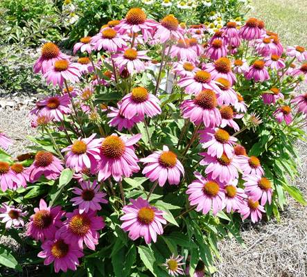 Pink flowers.