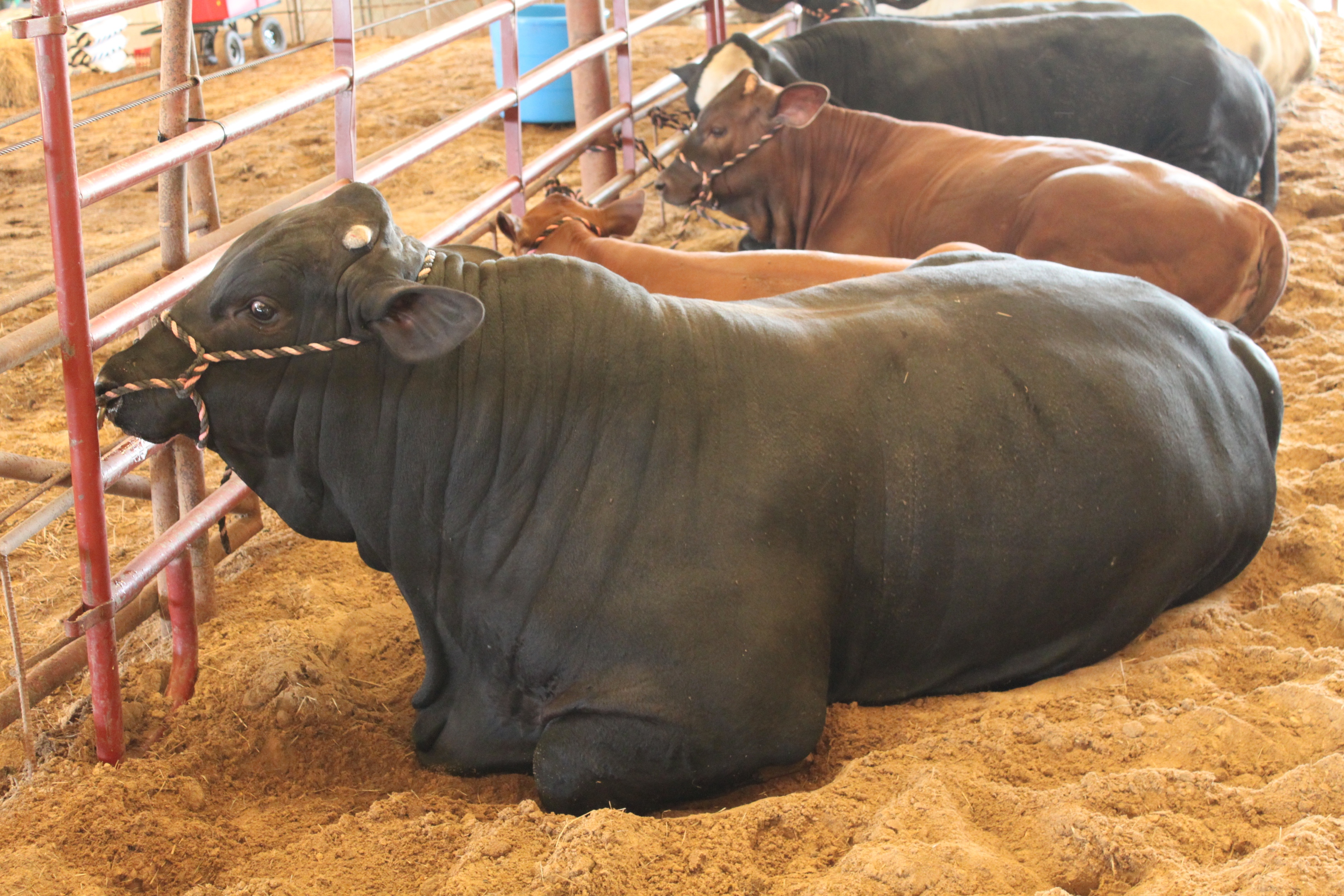Beef Cattle at the Rapides Parish Fair