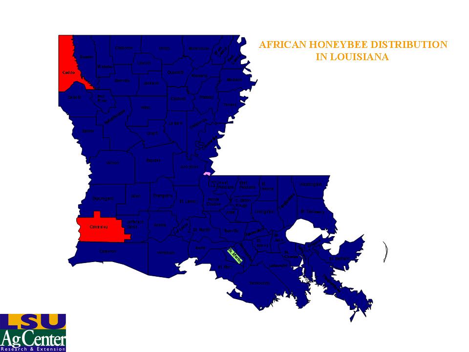 AHB in Louisiana