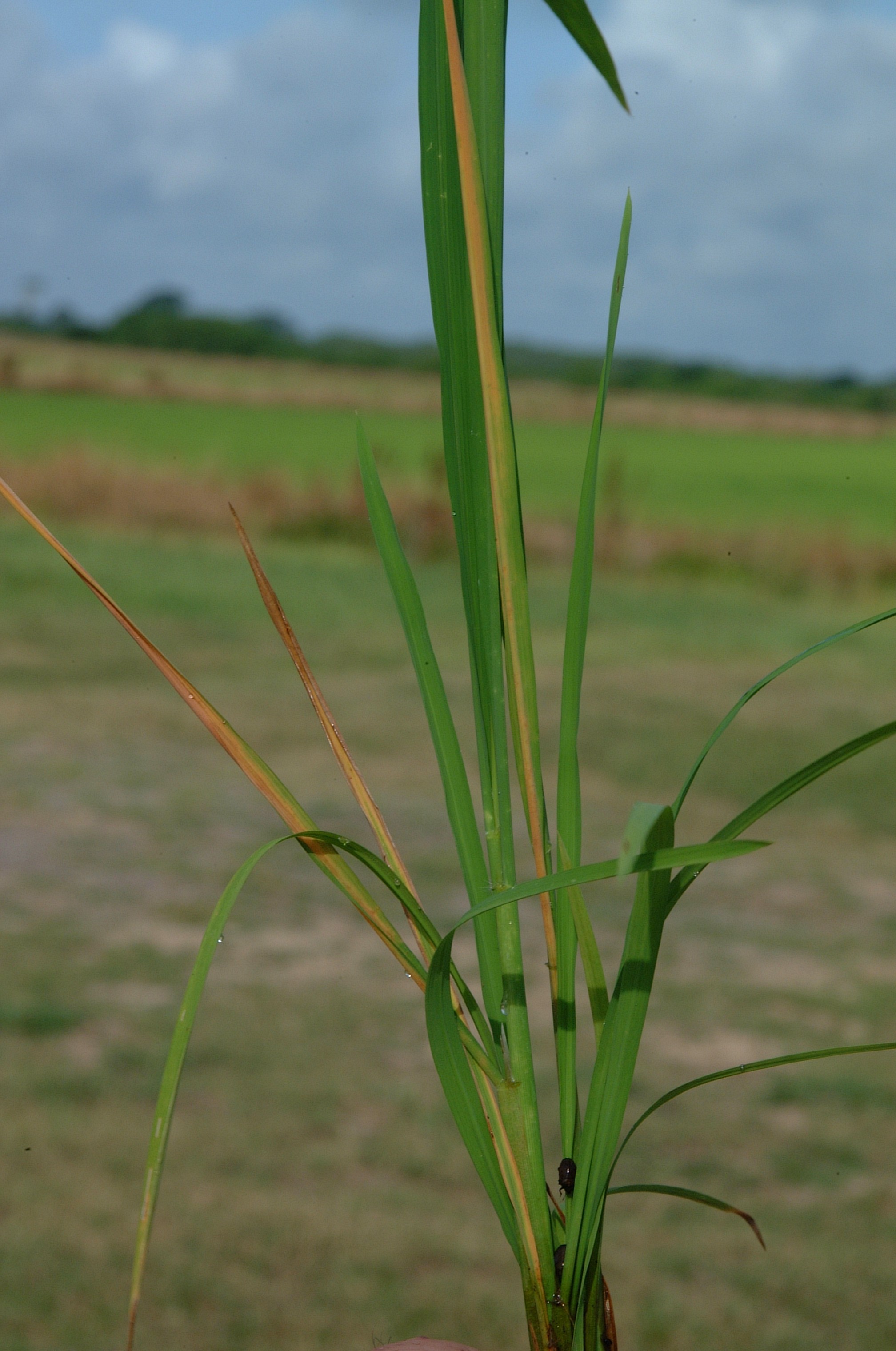 Amaurochrous dubius injury on rice.