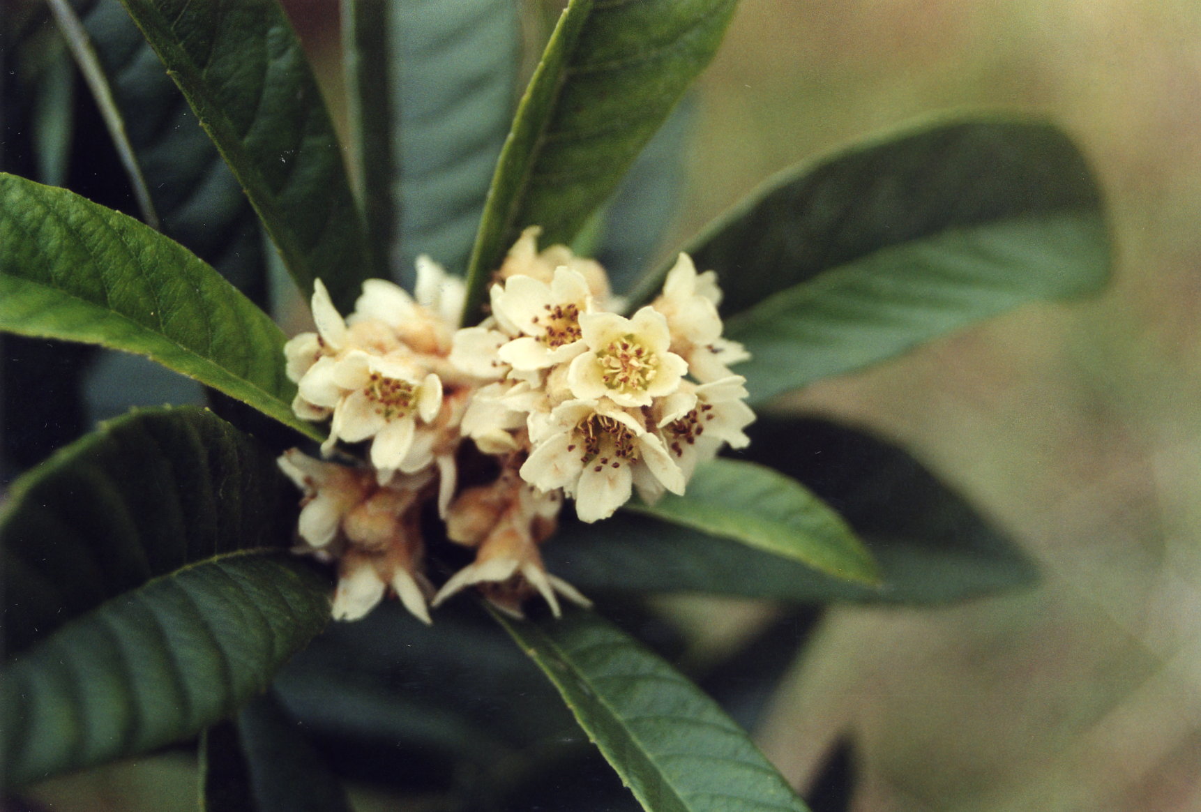 Growing Loquats in Louisiana