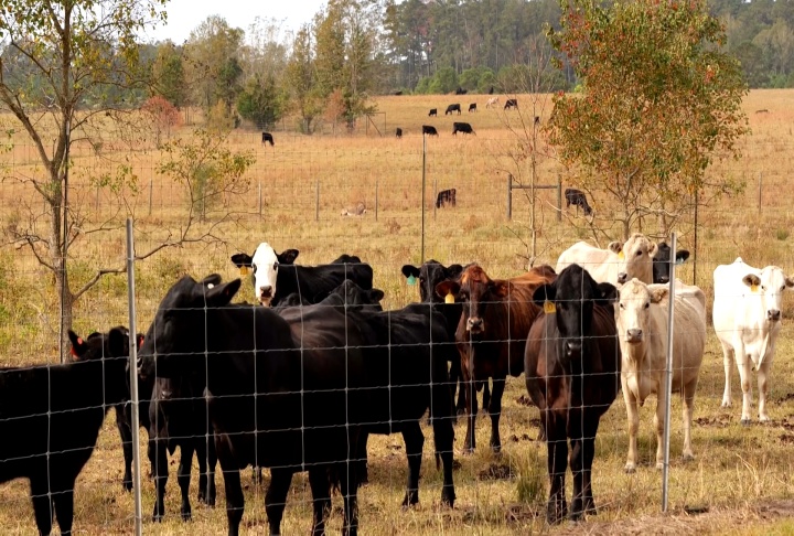 Heat and drought tough on ranchers