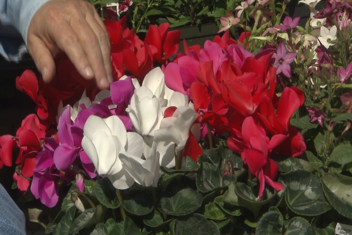 Cool-season shade plants offer nice colors
