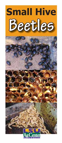 Small Hive Beetles