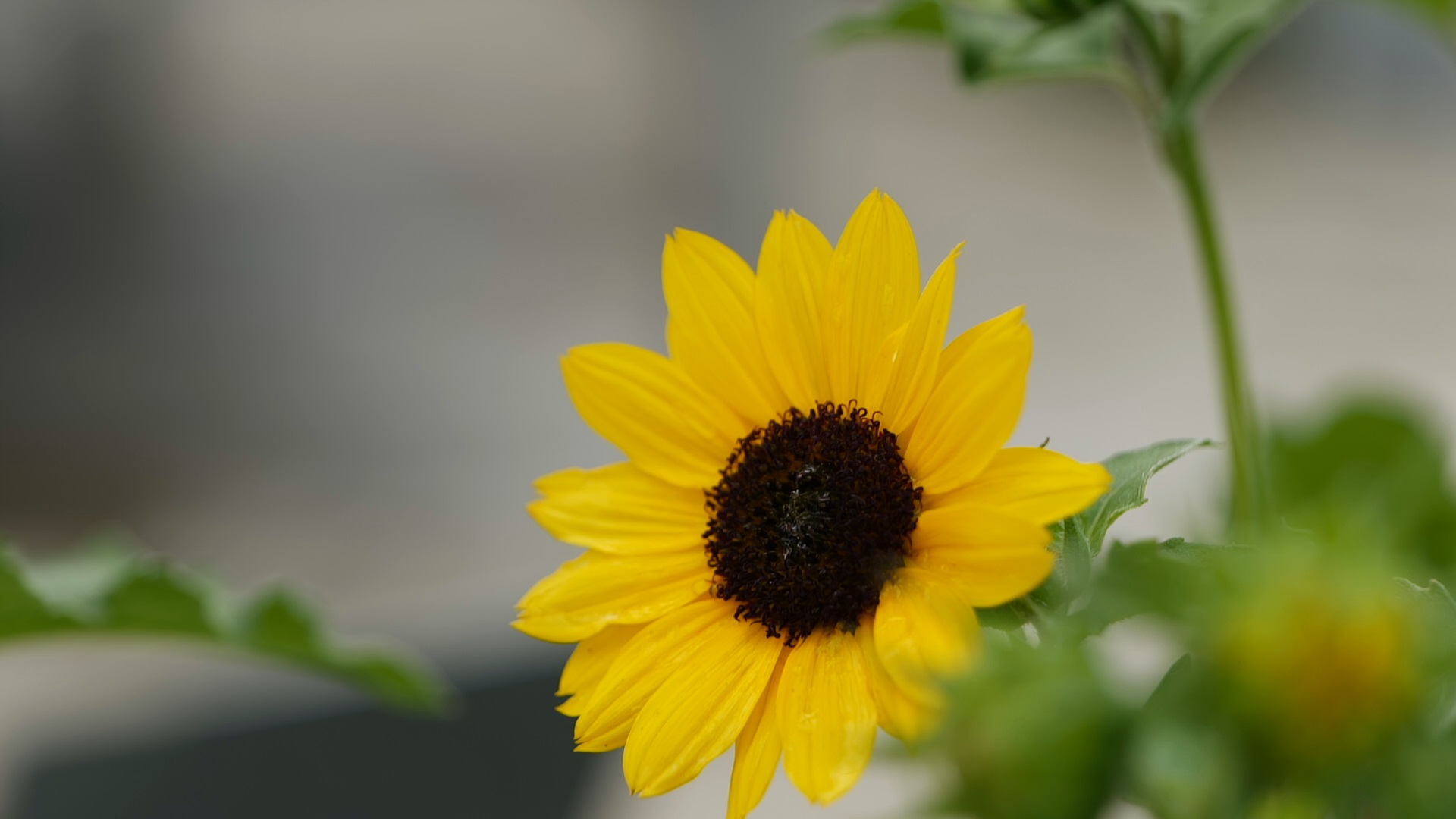 Get It Growing: Suncredible Yellow Sunflower is newest Super Plant