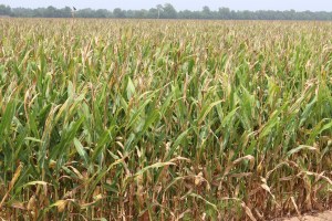 Top Leaf Death or Dieback in Corn