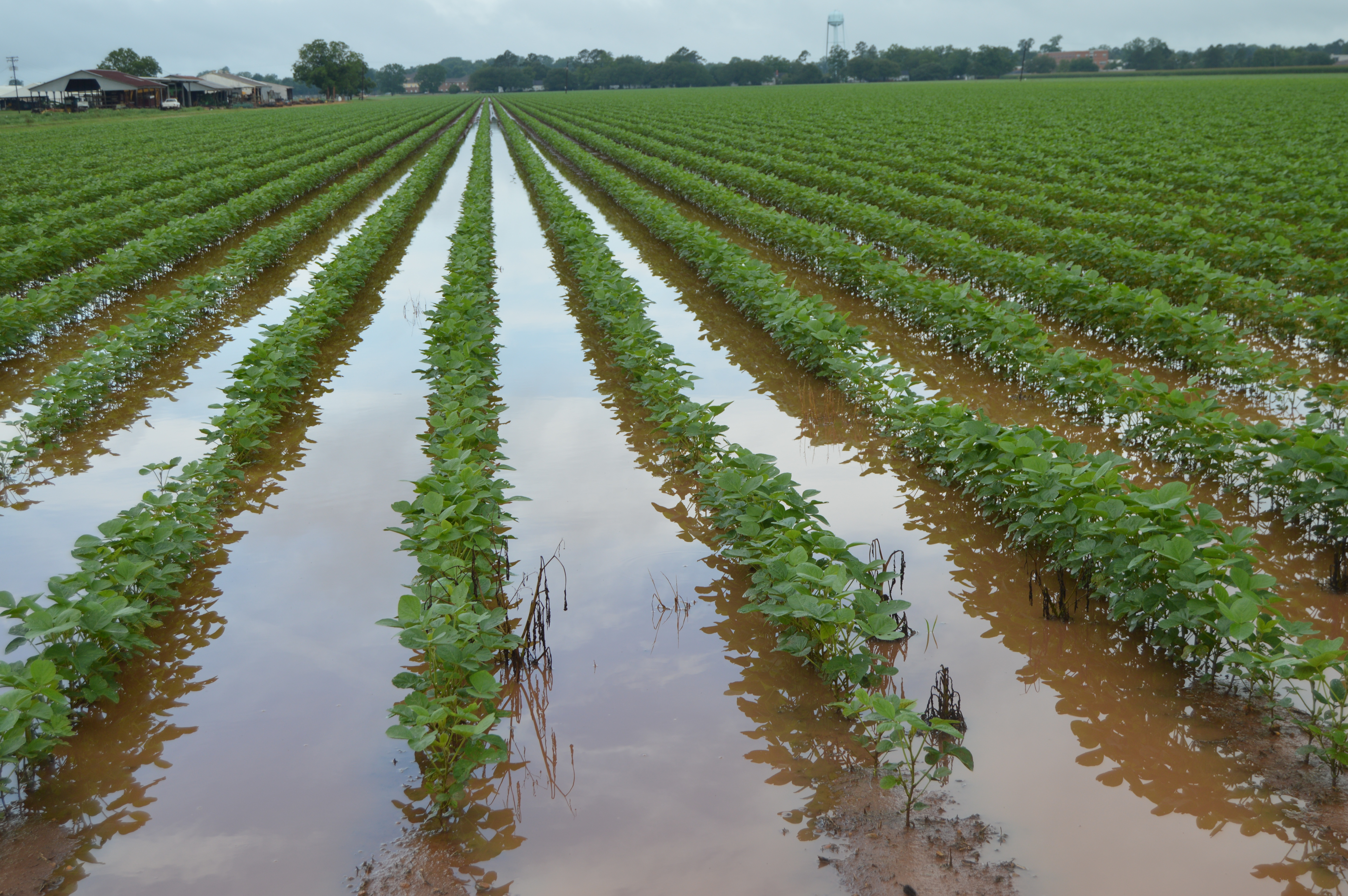 Soybean Mid-May Planting Progress and Managing Flooded Conditions