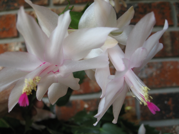 white flower christmas cactus