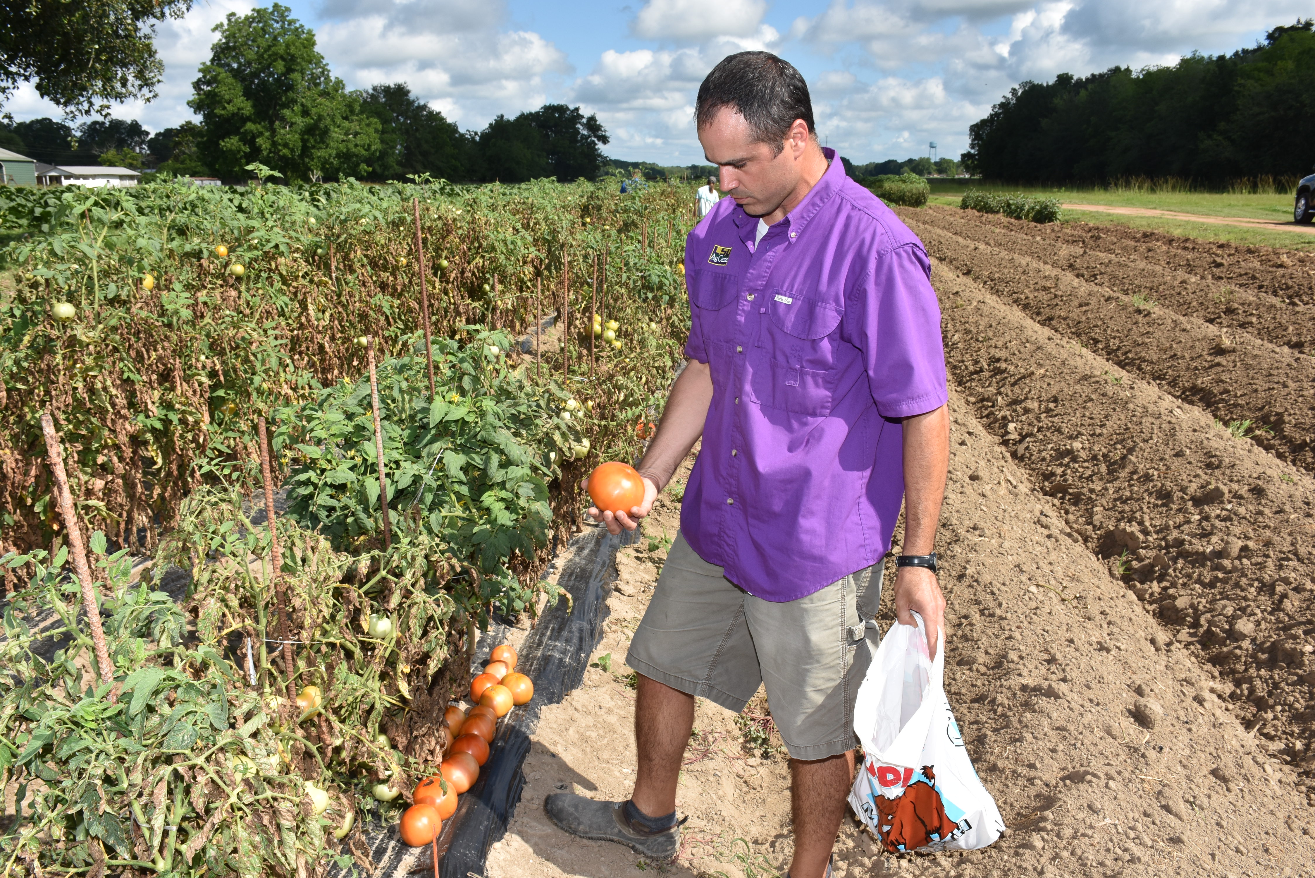 Tomatoes, other vegetables featured in virtual field day