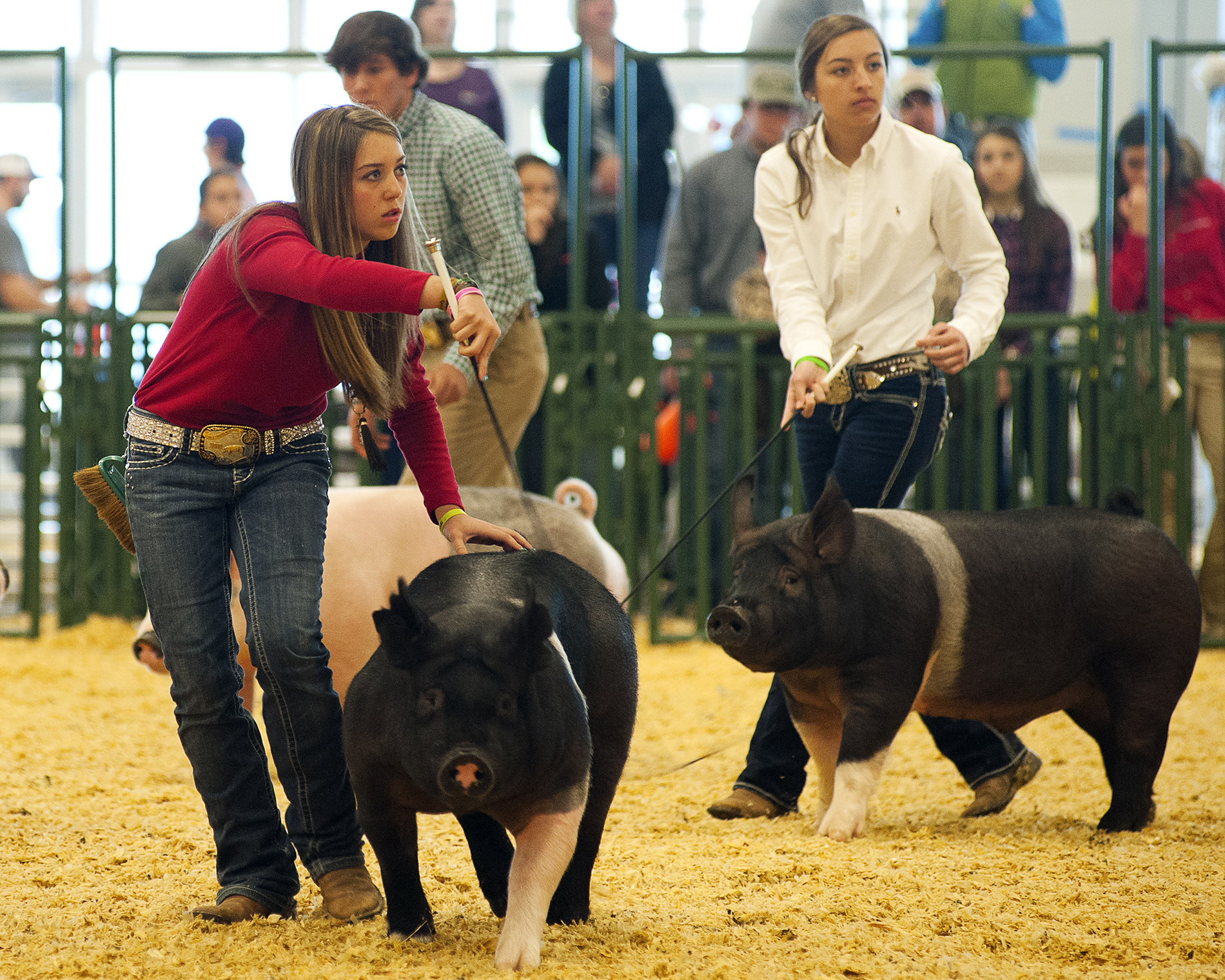 livestockshow.jpg thumbnail