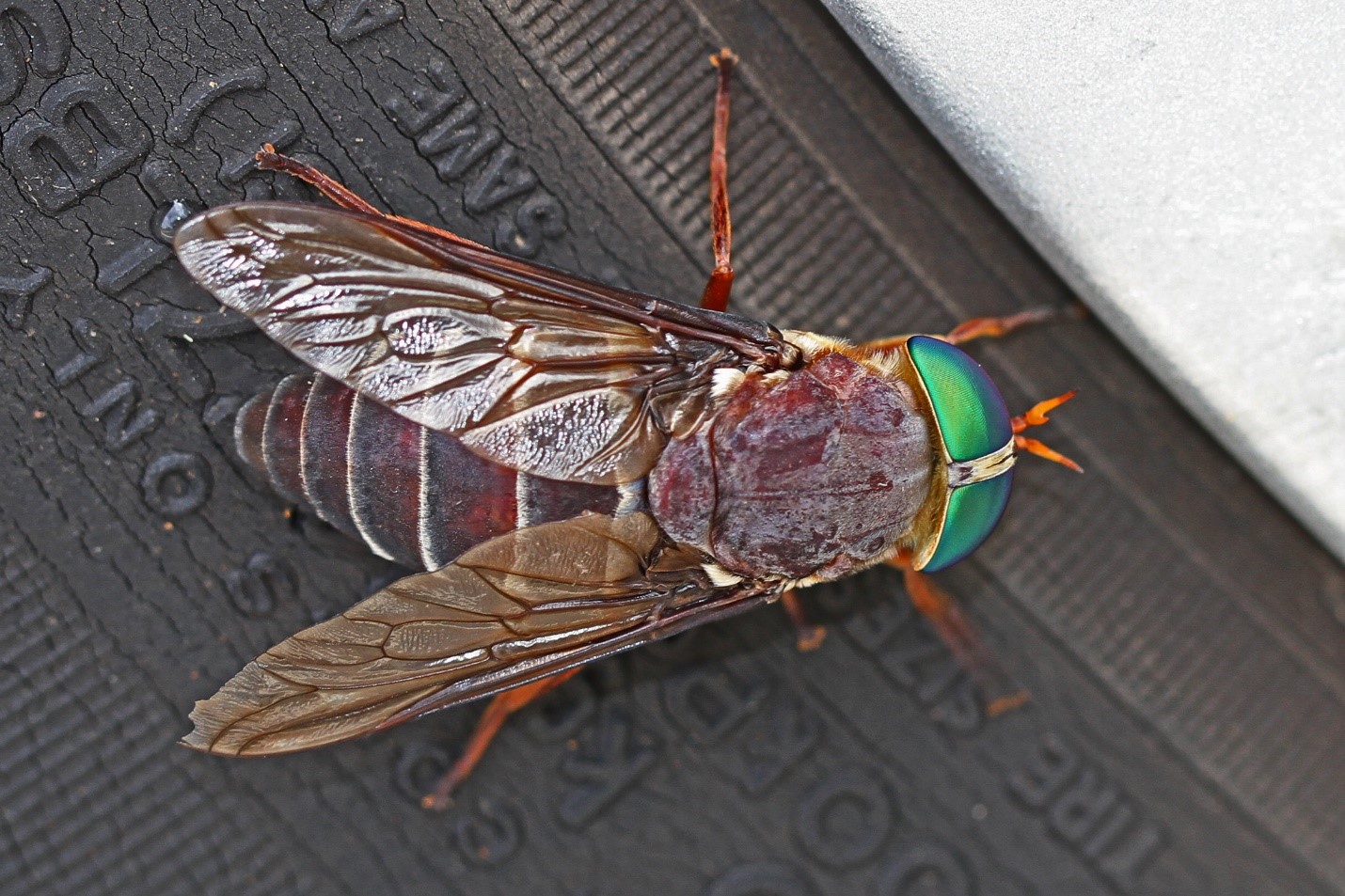 Tabanus americanus, American Horsefly (Diptera: Tabanidae)