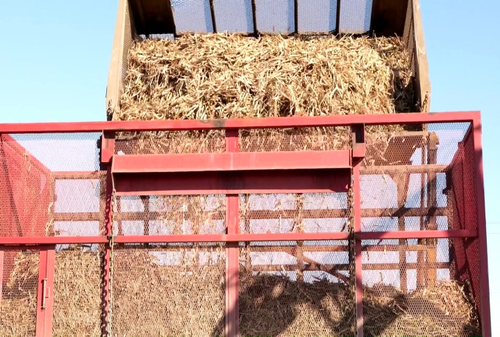 Christmas freeze puts damper on record sugarcane crop
