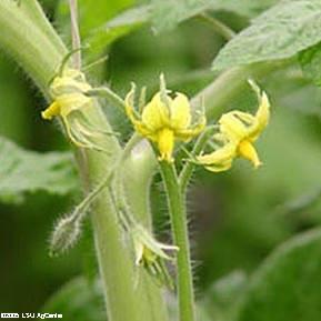 Winter Heat Requirements for Tomatoes