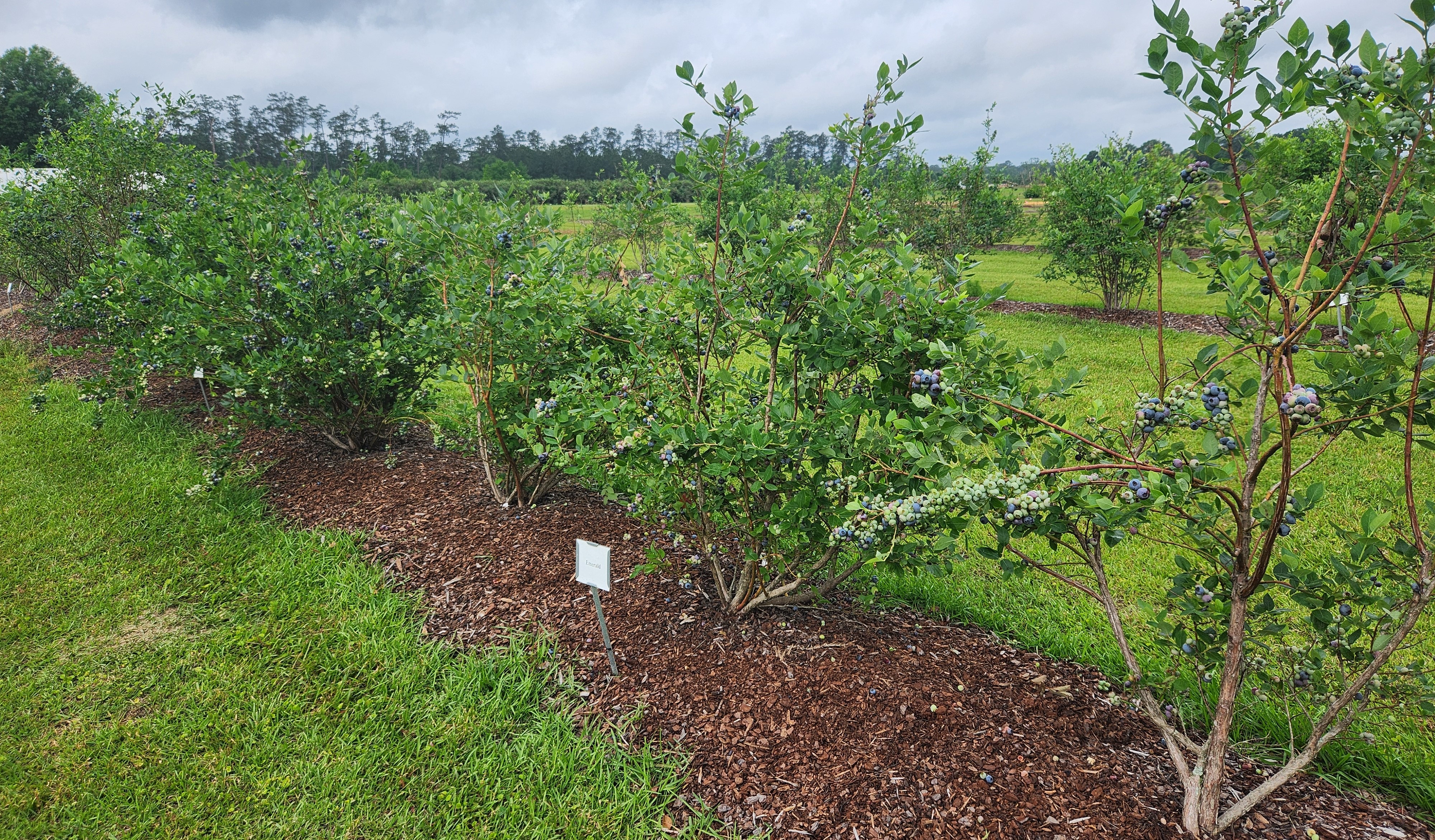 Having Multiple Varieties Can Extend the Blueberry Harvest for Two Months or More
