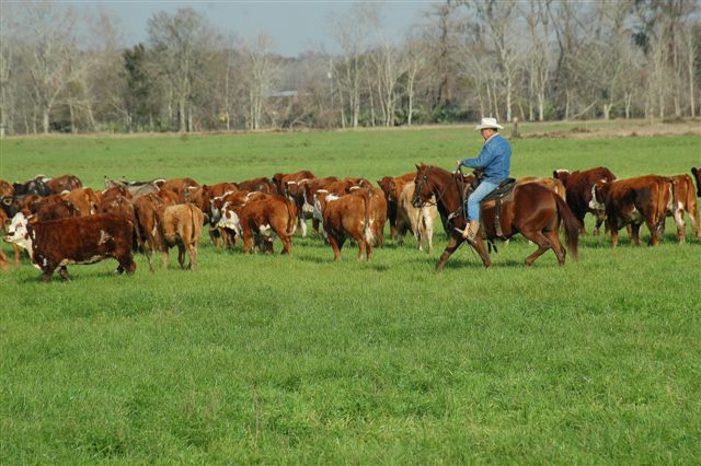 Ryegrass Pastures for Horses