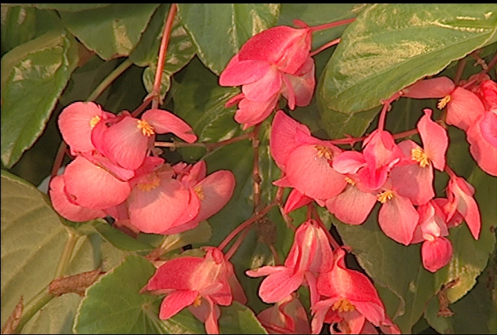 Dragon wing begonias offer nice size and color