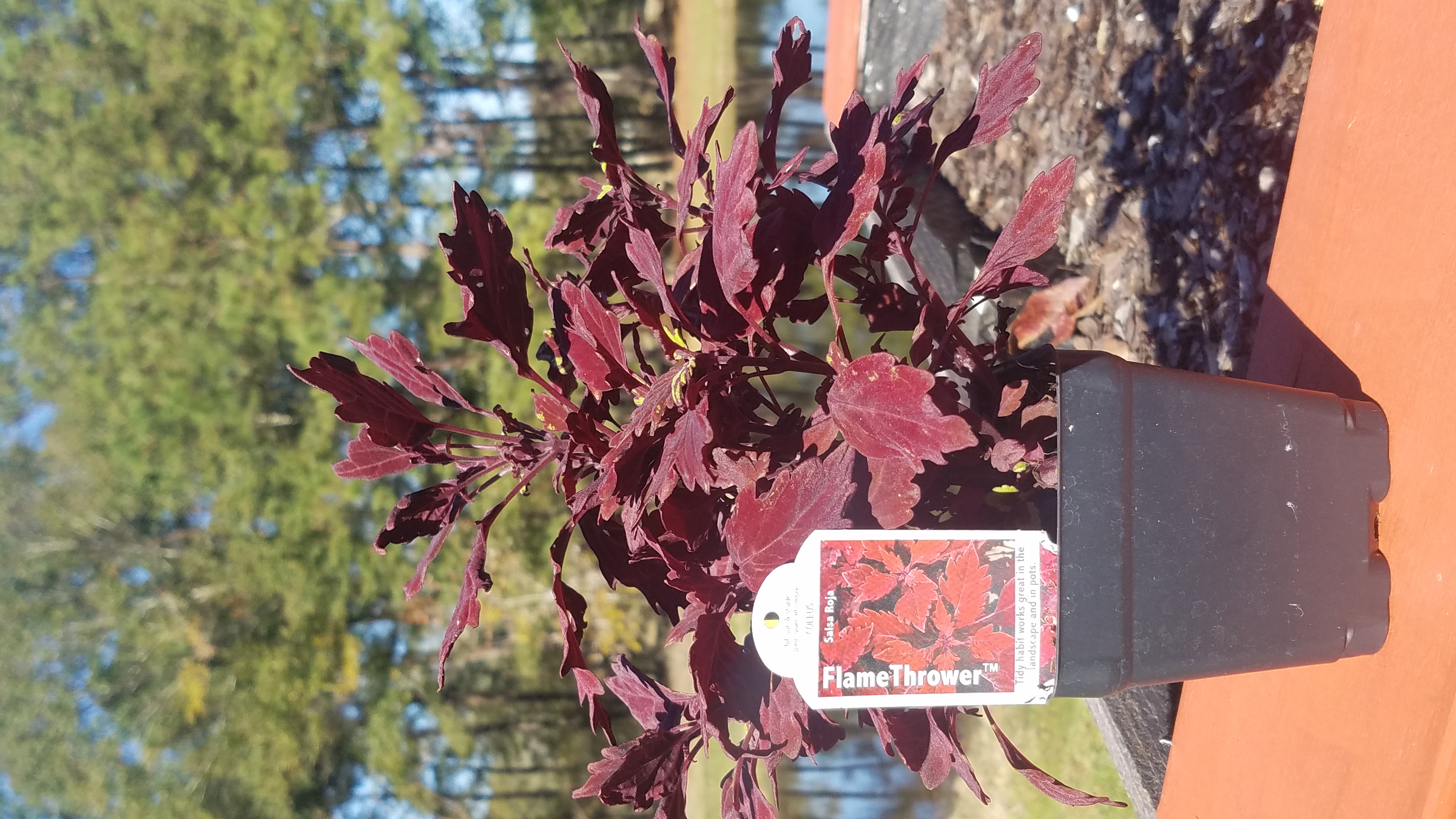 coleusjpg