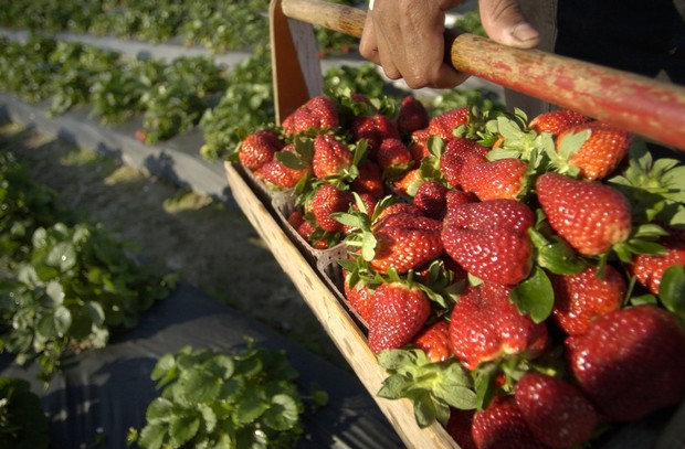 strawberriesjpg
