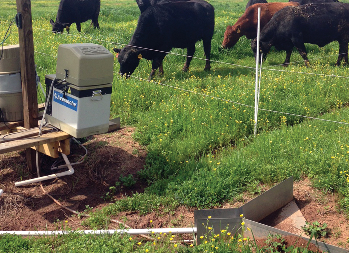 Environmental Impact and Forage Production of Various Ryegrass Planting Methods