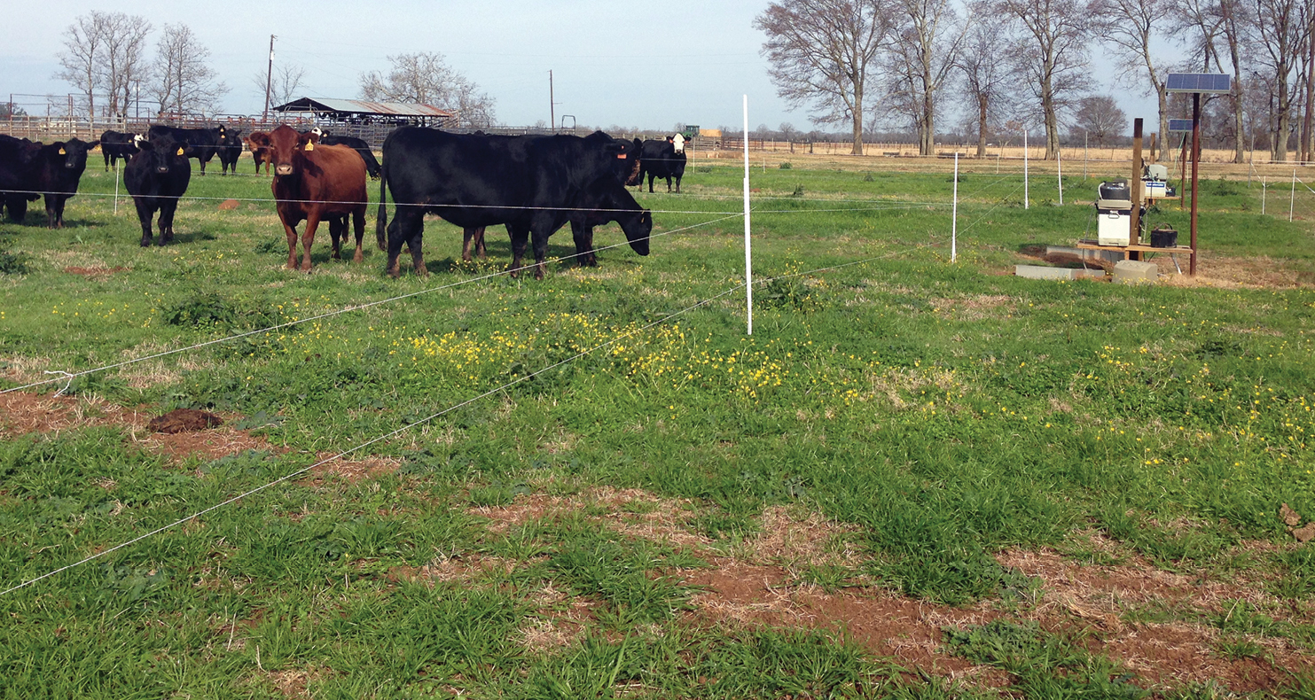 Sixteen mature cows graze the drill-seeded ryegrass plot at the Dean Lee Research and Extension Stat