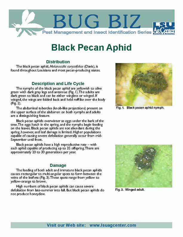 Bug Biz:  Black Pecan Aphid