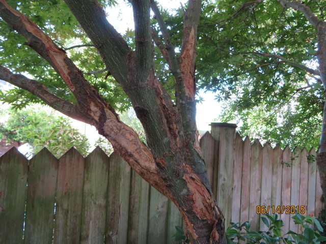 Picture of Japanese maple with damage